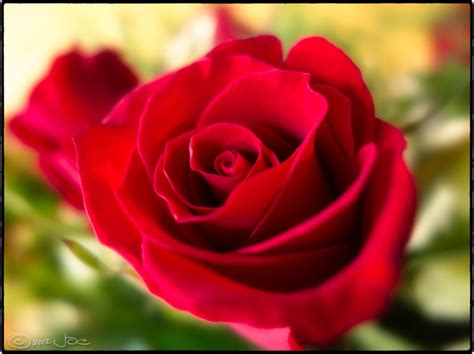 Meaning of the roses the national flower of bulgaria is red roses. Red rose Free stock photos in jpg format for free download ...