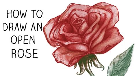 Today i have come up with new sketching video. How to Draw an Open Rose - Step by Step - Narrated - YouTube