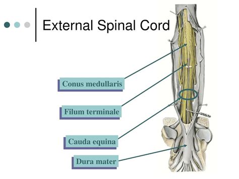 Ppt Spinal Cord Powerpoint Presentation Free Download Id177782