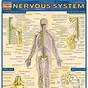 Nerve Chart Human Body