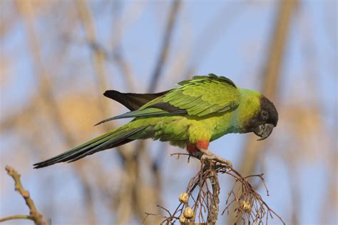 Nanday Conures As Pet Birds