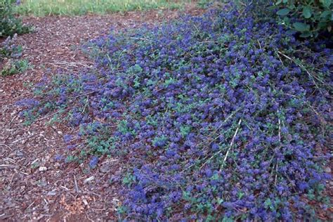Ceanothus Centennial A Low Growing Ground Cover Variety Ground