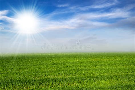 Morning Sunshine Green Grass Field Stock Image Image Of Morning Leaf