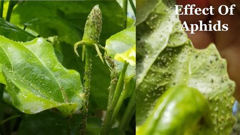 Aphids Infestation On Hibiscus And Their Control Youtube