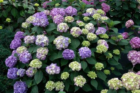 One of the state's loveliest flowers; 10 Best Perennials for Shade | DIY