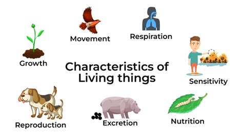 Living Things Definition Characteristics And Examples