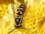 Yellow Wasp Sting Photos