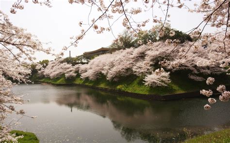 Sakura Japan Tree Beautiful River Water Garden