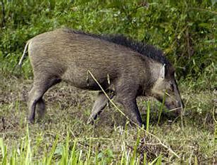 Each female wild boar can start reproducing at 18 months of age and can produce 4 to 6 piglets a year. Wild Boars - Animal Encounters - Do's and Don'ts - Gardens ...