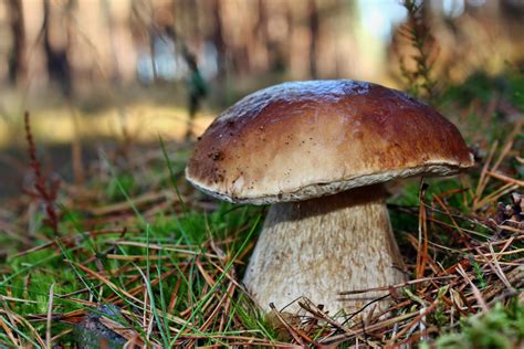 Все о грибах. Интересные факты про грибы, когда лучше собирать, какие ...