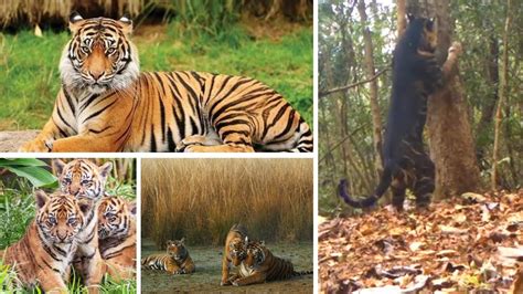India Records 24 Surge In Tiger Population Now Home To 75 Of Worlds