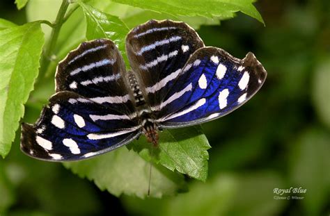 Royal Blue Butterfly Flickr Photo Sharing