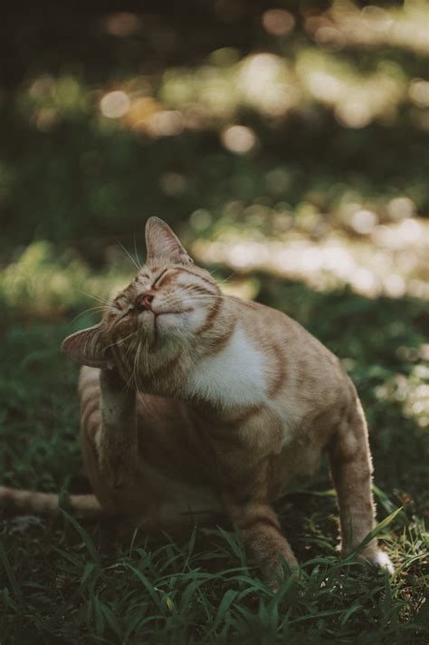 Everything You Need To Know About The Cat Scratch Disease Csd Cat