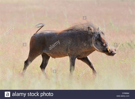 Southern Warthog Phacochoerus Africanus Sundevallii Walking In High
