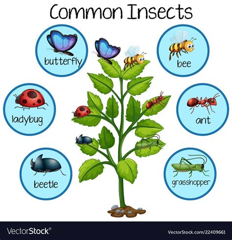 Common Insect On Plant Vector Image On Vectorstock In 2020 Plant