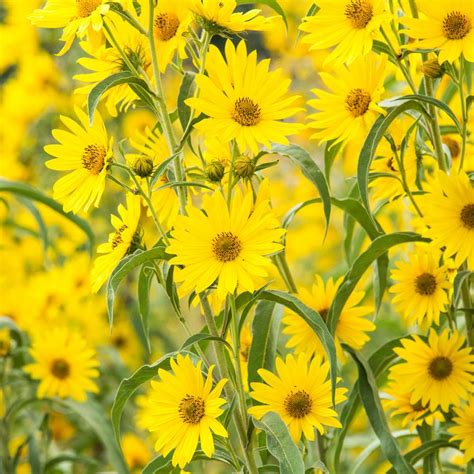 Spring Hill Nurseries Helianthus Maximillian Sunflower Live Bareroot