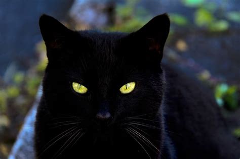 200 Black Cat Names - Names for Black Cats | Cat Names City