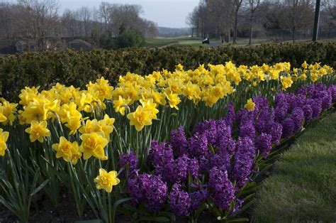 Daffodil Queens Day And Hyacinth Purple Sensation Colorblends