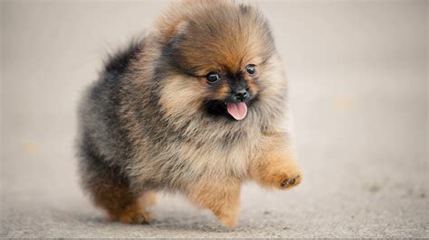 Cute Pomeranian Puppies Doing Funny Things 2 Cute And Funny Dogs