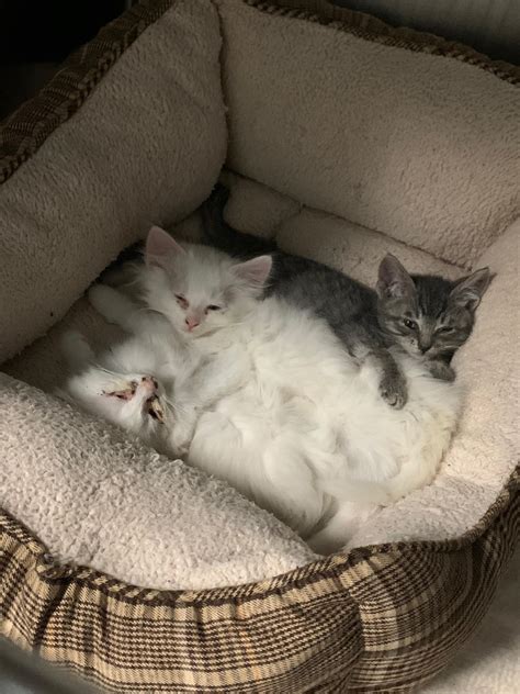 Kitten rescue - SCARS