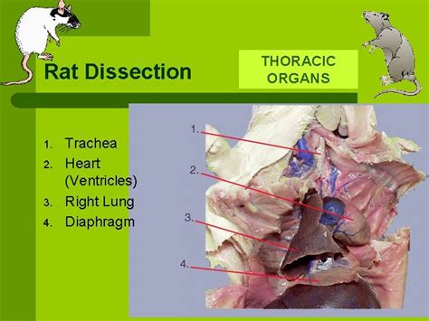 Rat Dissection L L L L Scientific Name