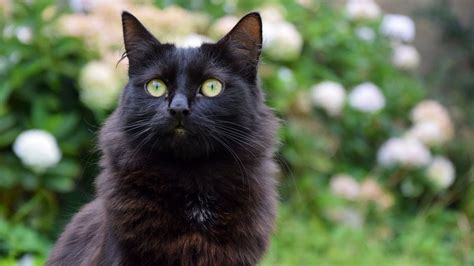 National Black Cat Day What It Is And How To Get Involved Petsradar
