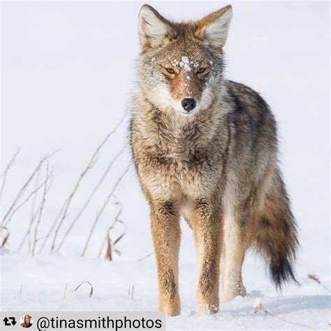 Coyote Watch Canada On Instagram Intelligence Beauty Resiliency