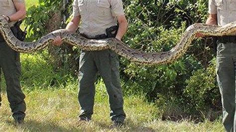 16 Foot Python Caught In Florida