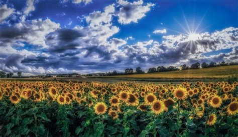 Sky Clouds Plants Field Flowers Sunflowers Landscape