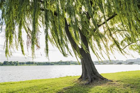 everything you need to know about weeping willow trees in florida warner tree service
