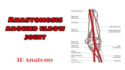 Anastomosis Around Elbow Joint 3d Explanation Youtube