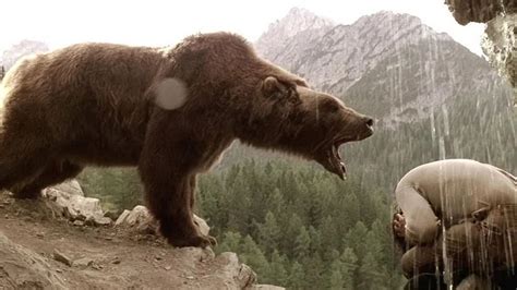 The Bear 1988 Backdrops — The Movie Database Tmdb