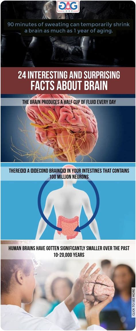 24 Interesting And Surprising Facts About Brain Brain Facts Gagloop