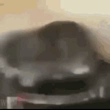 Cat Spin GIF Cat Spin Spinning Discover Share GIFs