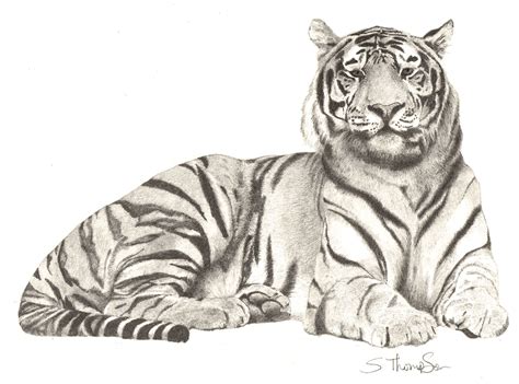 Pencil Drawing Of A Tiger Animal Sketches Animal Drawings Pencil