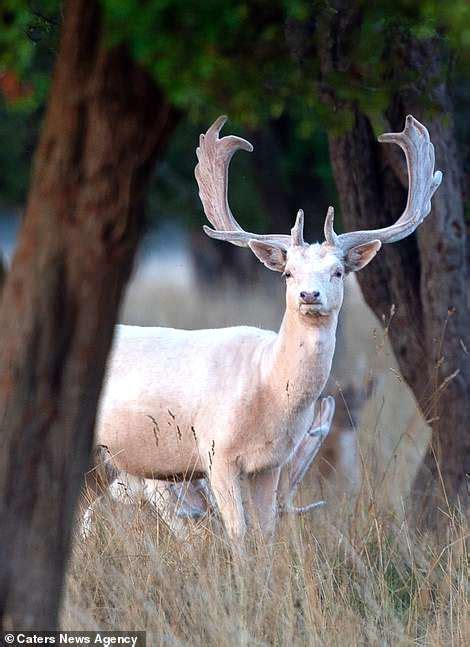 White Deer Poses Majestically In Londons Bushy Park