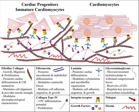Frontiers Building An Artificial Cardiac Microenvironment A Focus On