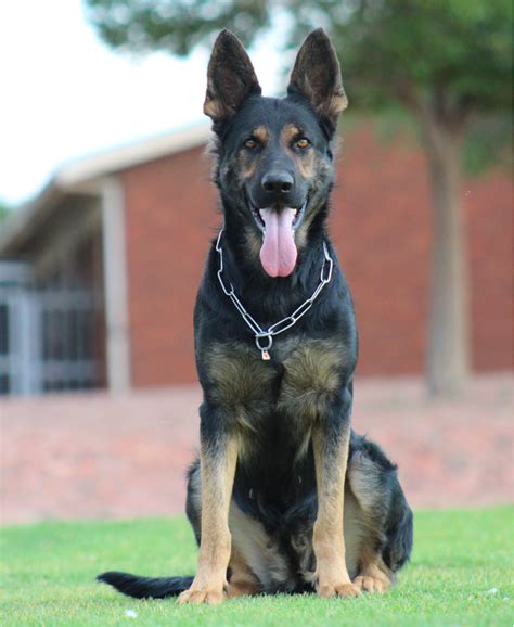 Bi Color German Shepherd Beautiful And Unique Dog With A Special Color