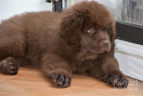 Resting Fluffy Brown Newfie Puppy Dog Laying Down Photograph By Dejavu