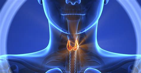 La Glándula Tiroides Los Folículos Tiroideos Y Las Hormonas Tiroideas