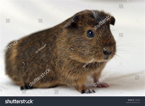 Chocolate Female Guinea Pig Stock Photo 164095 Shutterstock