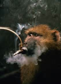 Smoking Monkeys 25 Pics