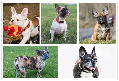 Merle, isabella and lilac french bulldogs cost more than brindle, fawn, white, brindle and white frenchies. Tri Color French Bulldog: What Colors do French Bulldogs ...