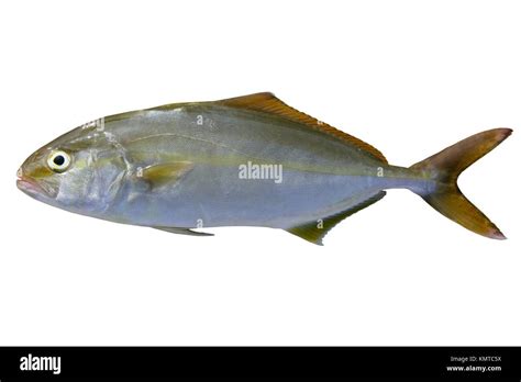Seriola Dumerili Fish Greater Amberjack Fish Isolated On White Stock