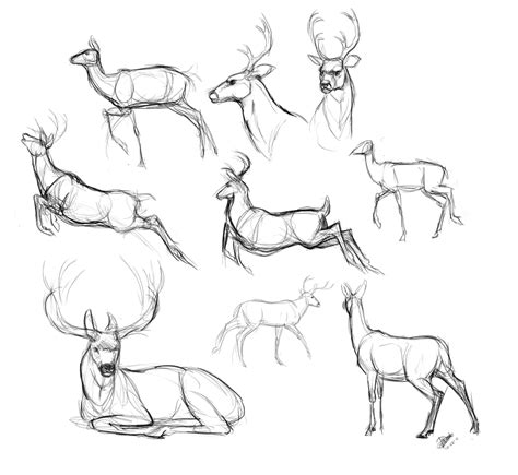 Deer Sketch Images At Explore Collection Of Deer