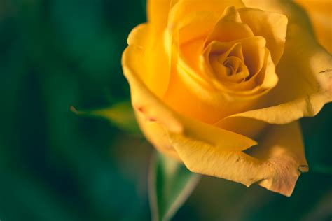 Free Picture for Blog: Beautiful Yellow Rose Closeup