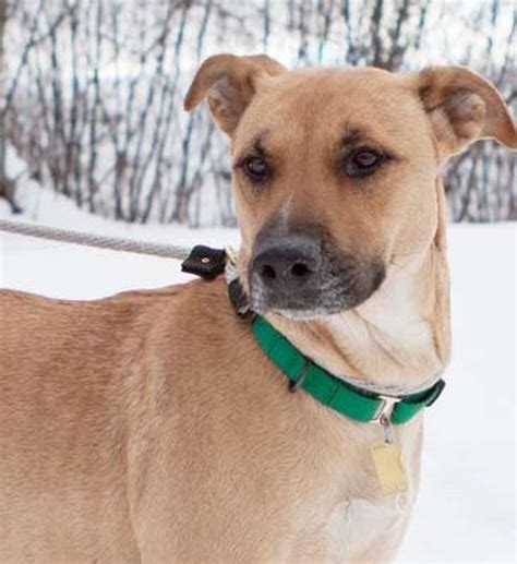 New york canine offers quality german shepherds in the nyc area. Shepherd/boxer mix dog at Rescue Village in Russell is ...