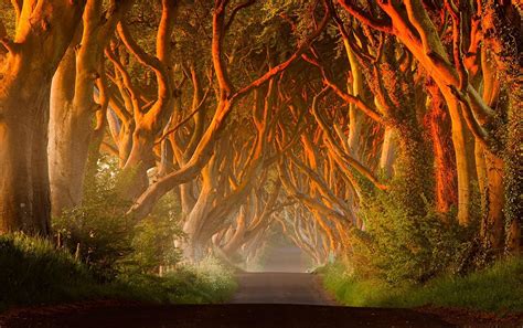 ดาวน์โหลด The Dark Hedges Live Wallpaper Apk สำหรับ Android