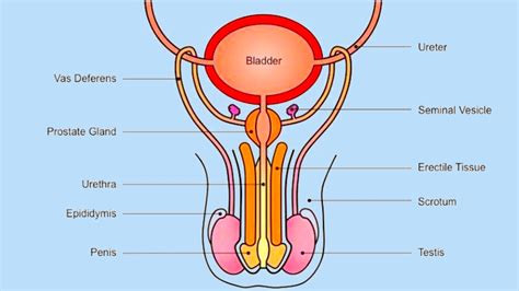 male reproductive system and spermatogenesis clinic side
