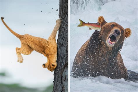 The Finalists Of The 2022 Comedy Wildlife Photography Awards Have Been
